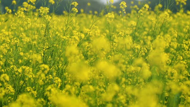 田间的油菜花视频下载