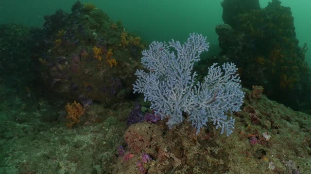 美丽的蓝色海扇珊瑚在深海礁，台湾，亚洲视频素材