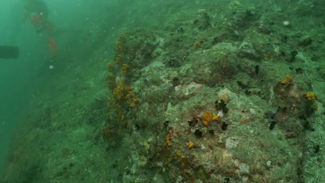 在浑浊的海水中潜水视频素材