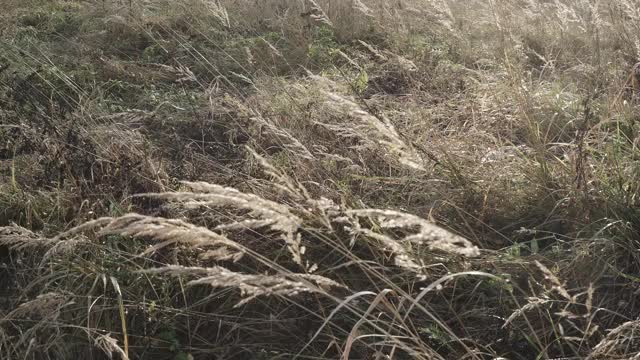 长着干穗的高草视频素材