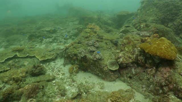 台湾澎湖群岛深海热带珊瑚礁视频素材