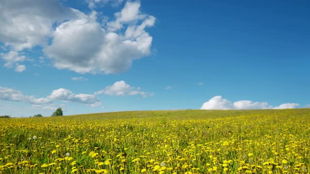 春天蒲公英的林间空地视频素材