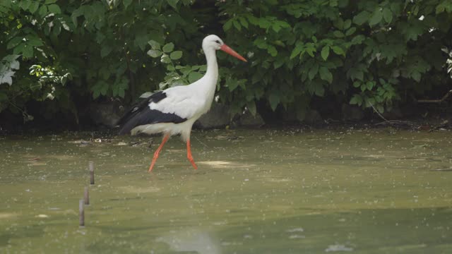 鹳在浅水河中行走的特写视频素材