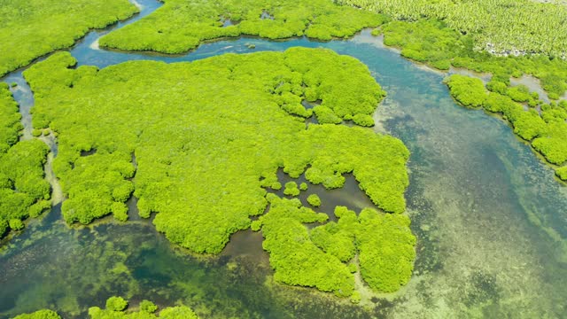 红树林和河流鸟瞰图。视频下载