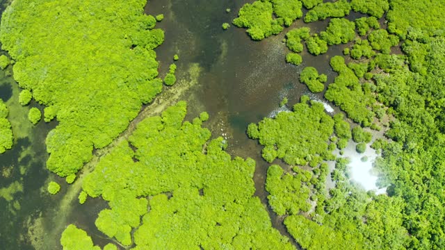 红树林和河流鸟瞰图。视频下载