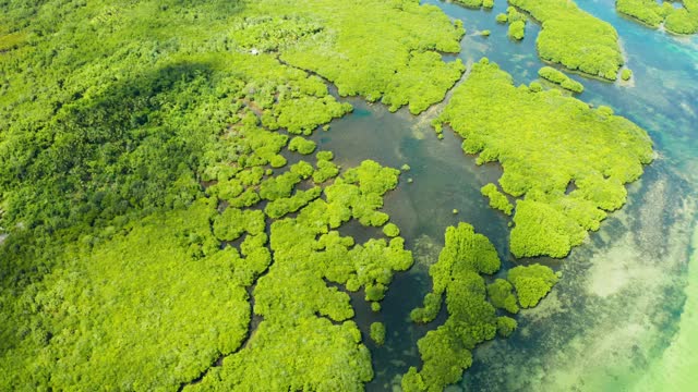 红树林和河流鸟瞰图。视频下载