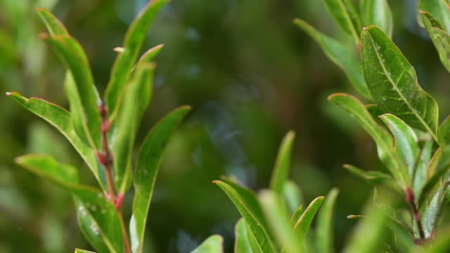 花园里的石榴树，果实未熟视频素材