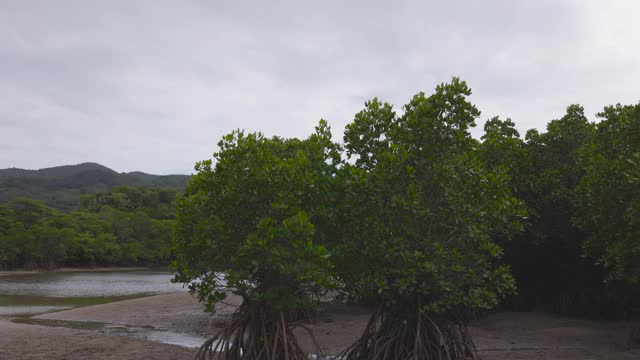 红树林视频素材