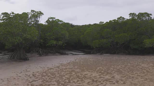 红树林视频素材