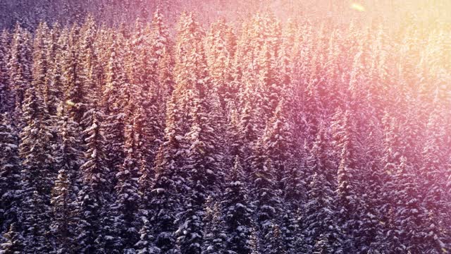 数字动画雪花落在多棵树在冬季景观视频素材