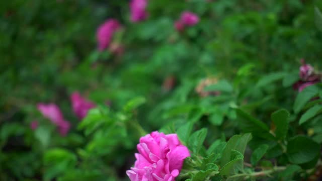 风中野玫瑰花视频素材