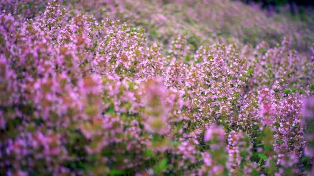 百里香随风飘动视频素材