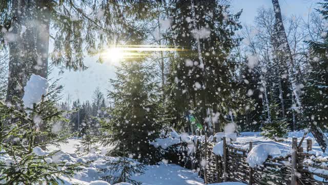 下雪的森林。在皑皑的冬季俯瞰森林，自然景观，冰冻森林视频素材