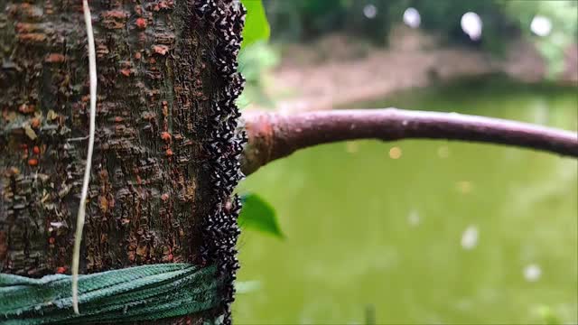 白蚁是一种群居昆虫，属于等翅目下分类学等级，或与蟑螂同属白蚁目外科。视频下载