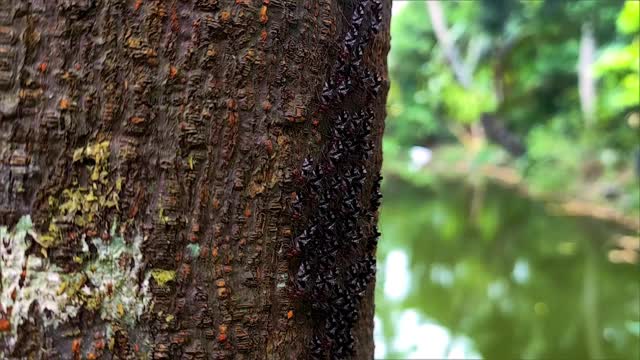 白蚁是一种群居昆虫，属于等翅目下分类学等级，或与蟑螂同属白蚁目外科。视频素材