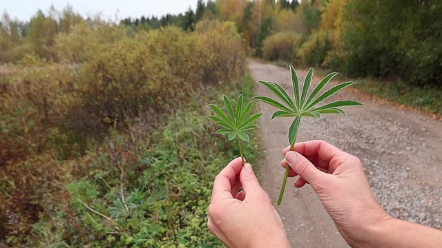 女孩羡慕美丽的羽扇豆叶子。在自然的背景下，女性的手为植物标本馆收集树叶。视频素材