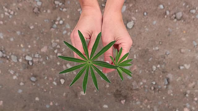 女孩羡慕美丽的羽扇豆叶子。在自然的背景下，女性的手为植物标本馆收集树叶。视频素材