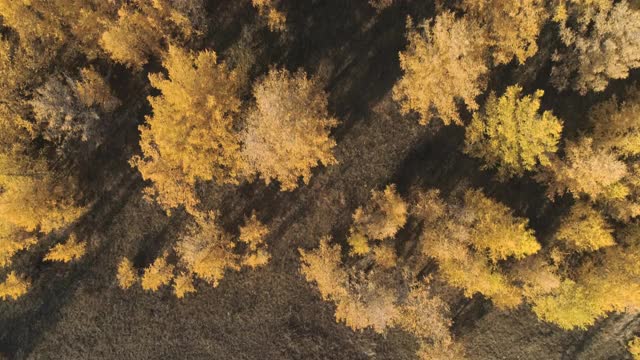 鸟瞰图的森林在日落。无人机拍摄飞过云杉针叶树顶的秋季森林与彩色的树木。视频素材