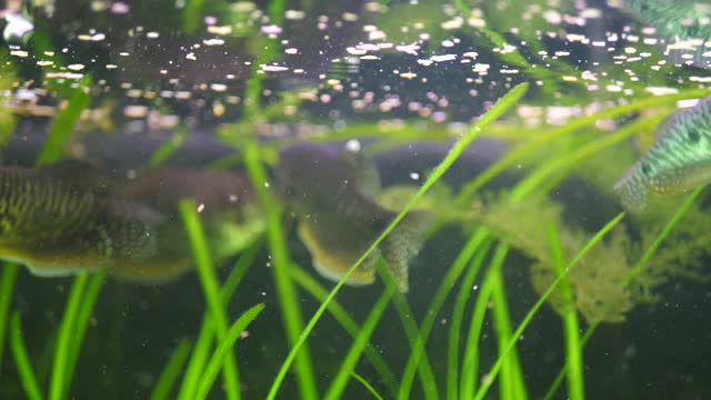 水族馆的三爪鱼饲料视频素材