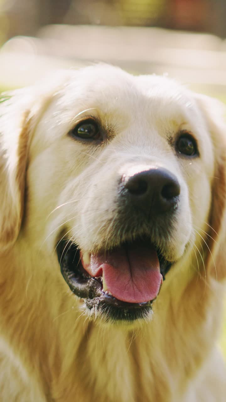 忠诚的金毛猎犬坐在后院的绿色草坪上，看着镜头。顶级品质犬种纯种标本展示了它的聪明，可爱，高贵的美丽。垂直屏幕视频素材