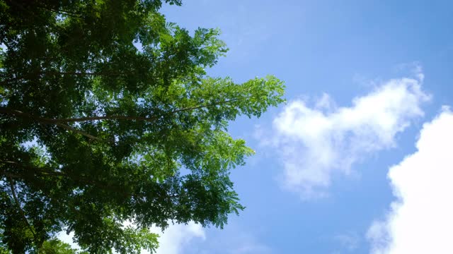 关闭了。在自然和白云的背景下，树木随风摇曳。“雨视频素材