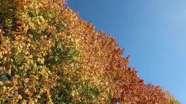 金色的秋天，树上的枫叶与蓝天为背景。视频素材