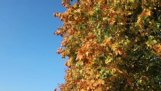 金色的秋天，树上的枫叶与蓝天为背景。视频素材