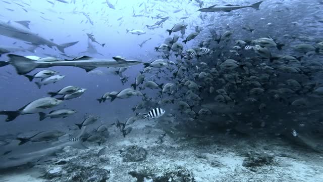 斐济海底喂养鲨鱼。视频素材