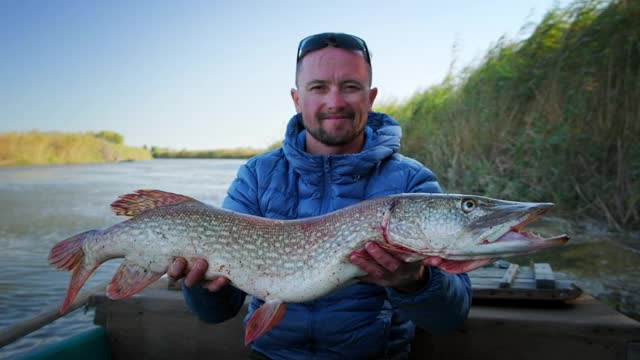 琵琶鱼。渔夫手持战利品梭鱼(Esox lucius)视频素材