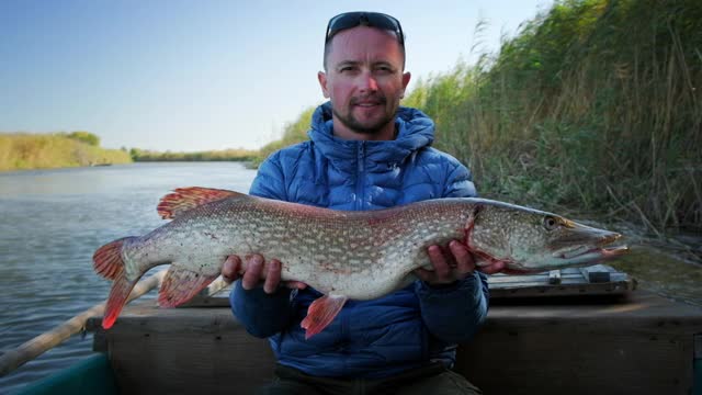 琵琶鱼。渔夫手持战利品梭鱼(Esox lucius)视频素材