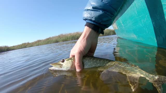 垂钓者放鱼。渔夫放生梭鱼(Esox lucius)视频素材