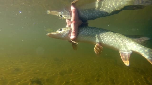 垂钓者放鱼。渔夫放生梭鱼(Esox lucius)视频素材