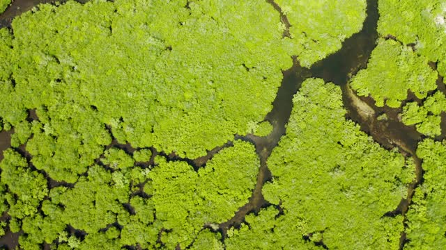 红树林和河流鸟瞰图。视频素材