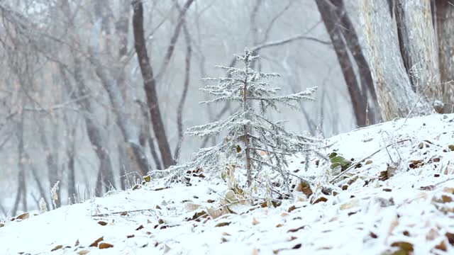 小圣诞树云杉被雪覆盖在山坡上的森林里，初雪，冬天的景观在林地里视频素材