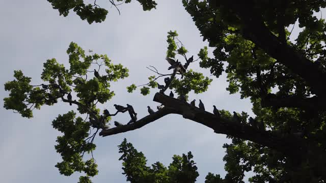 建立镜头:鸽子坐在树上的剪影，背景是淡蓝色的天空视频素材