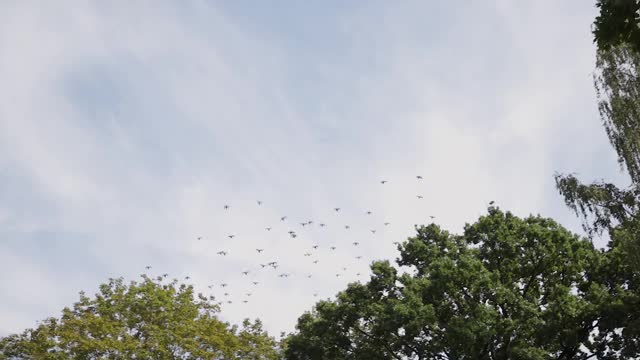 电影场景:鸟群从树上飞向天空视频素材