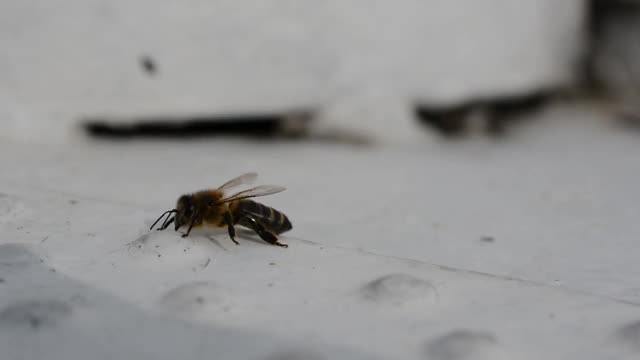 特写蜜蜂慢慢搅拌。视频素材