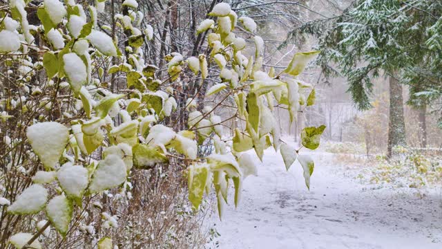 森林在暴风雪的冬季景观视频下载