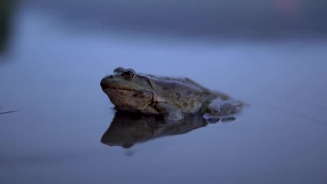 大癞蛤蟆慢慢地坐在水里视频素材