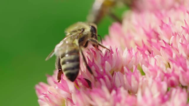 蜜蜂采集花蜜。视频素材