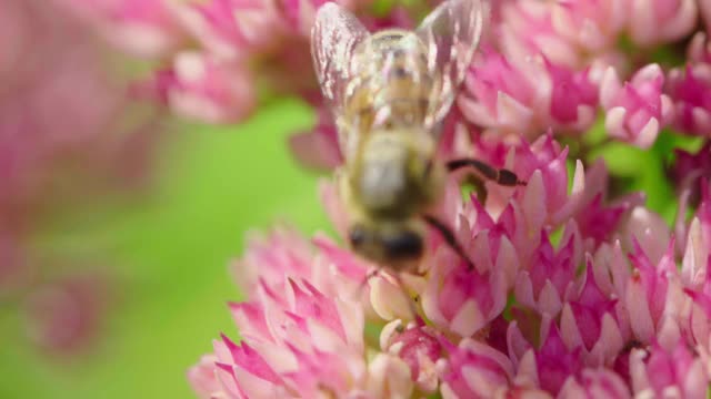 蜜蜂采集花蜜。视频素材