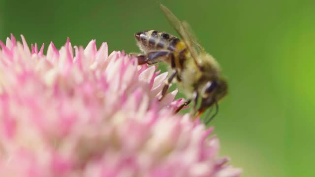 蜜蜂采集花蜜。视频素材