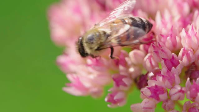 蜜蜂采集花蜜。视频素材