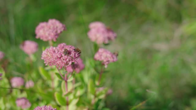 蜜蜂采集花蜜。视频素材