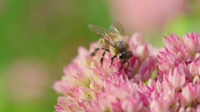 蜜蜂采集花蜜。视频素材