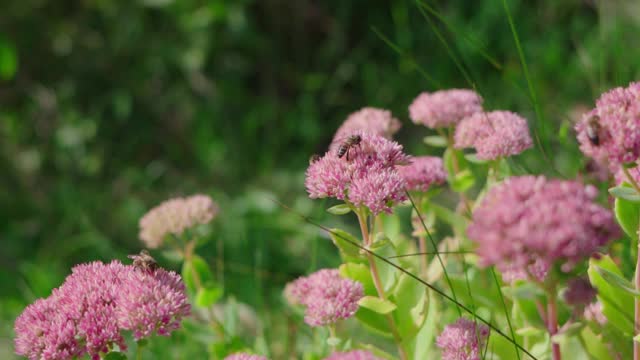 蜜蜂采集花蜜。视频素材