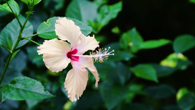 植物园里盛开的芙蓉花视频素材