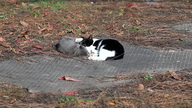 两只小猫在大自然中嬉戏视频下载