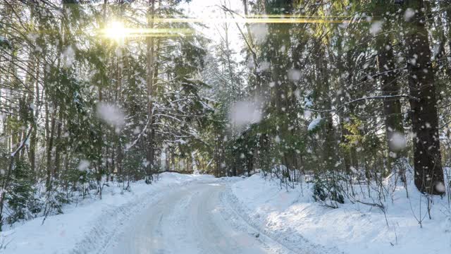 下雪的森林。从上往下看冰雪森林、自然景观、冰冻森林、阳光景观冬季森林视频素材