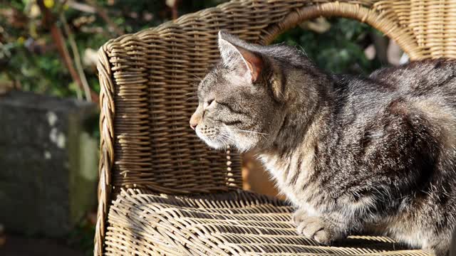 花斑猫坐在花园的椅子上晒太阳。宠物猫在阳光下放松在花园的椅子上。视频下载